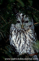 Tawny Owl (Strix aluco) - Chouette hulotte - 21251