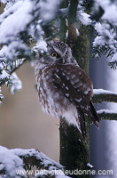 Tengmalm's Owl (Aegolius funereus) - Chouette de Tengmalm - 21254