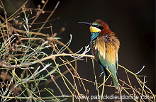 European Bee-eater (Merops apiaster) - Guepier d'Europe - 21267