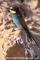 European Bee-eater (Merops apiaster) - Guepier d'Europe - 21271 European Bee-eater (Merops apiaster) - Guepier d'Europe - 21271