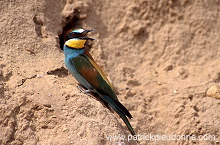 European Bee-eater (Merops apiaster) - Guepier d'Europe - 21272