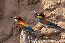 European Bee-eater (Merops apiaster) - Guepier d'Europe - 21276