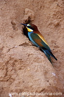 European Bee-eater (Merops apiaster) - Guepier d'Europe - 21280 European Bee-eater (Merops apiaster) - Guepier d'Europe - 21280