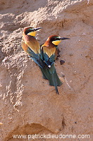 European Bee-eater (Merops apiaster) - Guepier d'Europe - 21281