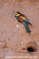 European Bee-eater (Merops apiaster) - Guepier d'Europe - 21282 European Bee-eater (Merops apiaster) - Guepier d'Europe - 21282