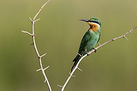 Blue-cheeked Bee-eater (Merops superciliosus) Guêpier de Perse (10573)