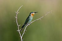 Blue-cheeked Bee-eater (Merops superciliosus) Guêpier de Perse (10574)