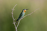 Blue-cheeked Bee-eater (Merops superciliosus) Guêpier de Perse (10574) Blue-cheeked Bee-eater (Merops superciliosus) Guêpier de Perse (10574)