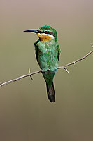 Blue-cheeked Bee-eater (Merops superciliosus) Guêpier de Perse (10575)