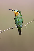 Blue-cheeked Bee-eater (Merops superciliosus) Guêpier de Perse (10576)