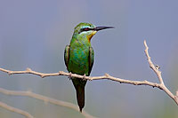 Blue-cheeked Bee-eater (Merops superciliosus) Guêpier de Perse 10577