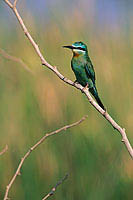 Blue-cheeked Bee-eater (Merops superciliosus) Guêpier de Perse (10918)