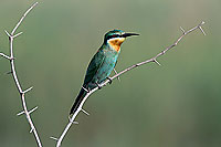 Blue-cheeked Bee-eater (Merops superciliosus) Guêpier de Perse (10919)