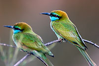 Little Green Bee-eater (Merops orientalis) - Guêpier d'Orient  10579