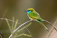 Little Green Bee-eater (Merops orientalis) - Guêpier d'Orient  10581