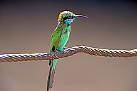 Little Green Bee-eater (Merops orientalis) - Guêpier d'Orient 10921