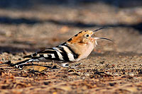 Hoopoe and prey (Upupa epops) - Huppe fasciée  10726