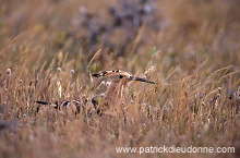 Hoopoe (Upupa epops) - Huppe fasciee - 21283