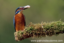 Kingfisher (Alcedo atthis) - Martin-pecheur d'Europe - 21286