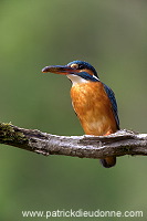 Kingfisher (Alcedo atthis) - Martin-pecheur d'Europe - 21288