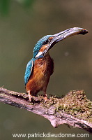 Kingfisher (Alcedo atthis) - Martin-pecheur d'Europe - 21290