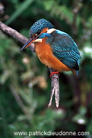 Kingfisher (Alcedo atthis) - Martin-pecheur d'Europe - 21292