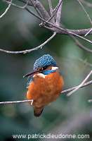 Kingfisher (Alcedo atthis) - Martin-pecheur d'Europe - 21293