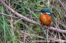 Kingfisher (Alcedo atthis) - Martin-pecheur d'Europe - 21294