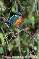 Kingfisher (Alcedo atthis) - Martin-pecheur d'Europe - 21295