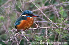 Kingfisher (Alcedo atthis) - Martin-pecheur d'Europe - 21296