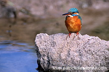 Kingfisher (Alcedo atthis) - Martin-pecheur d'Europe - 21297