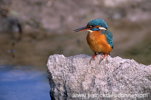 Kingfisher (Alcedo atthis) - Martin-pecheur d'Europe - 21298