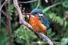 Kingfisher (Alcedo atthis) - Martin-pecheur d'Europe - 21299
