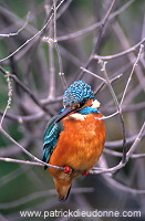 Kingfisher (Alcedo atthis) - Martin-pecheur d'Europe - 21300