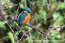 Kingfisher (Alcedo atthis) - Martin-pecheur d'Europe - 21301