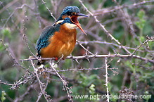 Kingfisher (Alcedo atthis) - Martin-pecheur d'Europe - 21302