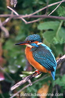 Kingfisher (Alcedo atthis) - Martin-pecheur d'Europe - 21303
