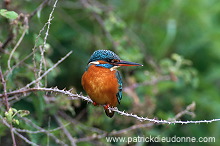 Kingfisher (Alcedo atthis) - Martin-pecheur d'Europe - 21304