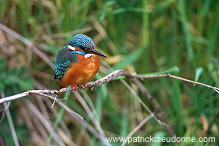 Kingfisher (Alcedo atthis) - Martin-pecheur d'Europe - 21305