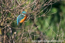 Kingfisher (Alcedo atthis) - Martin-pecheur d'Europe - 21306 Kingfisher (Alcedo atthis) - Martin-pecheur d'Europe - 21306