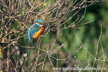 Kingfisher (Alcedo atthis) - Martin-pecheur d'Europe - 21306