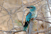 Roller (European) (Coracias garrulus) - Rollier d'Europe  10795