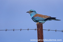 Roller (European) (Coracias garrulus) - Rollier d'Europe - 21309