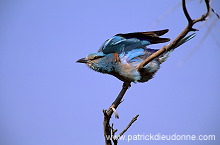 Roller (European) (Coracias garrulus) - Rollier d'Europe - 21307