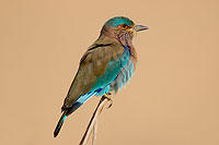 Indian Roller (Coracias benghalensis) - Rollier indien 10785 Indian Roller (Coracias benghalensis) - Rollier indien 10785