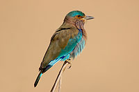 Indian Roller (Coracias benghalensis) - Rollier indien 10785