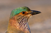 Indian Roller (Coracias benghalensis) - Rollier indien 10786