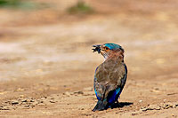 Indian Roller (Coracias benghalensis) - Rollier indien 10789