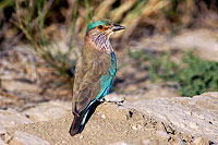 Indian Roller (Coracias benghalensis) - Rollier indien 10791 Indian Roller (Coracias benghalensis) - Rollier indien 10791