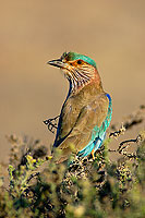 Indian Roller (Coracias benghalensis) - Rollier indien 10793